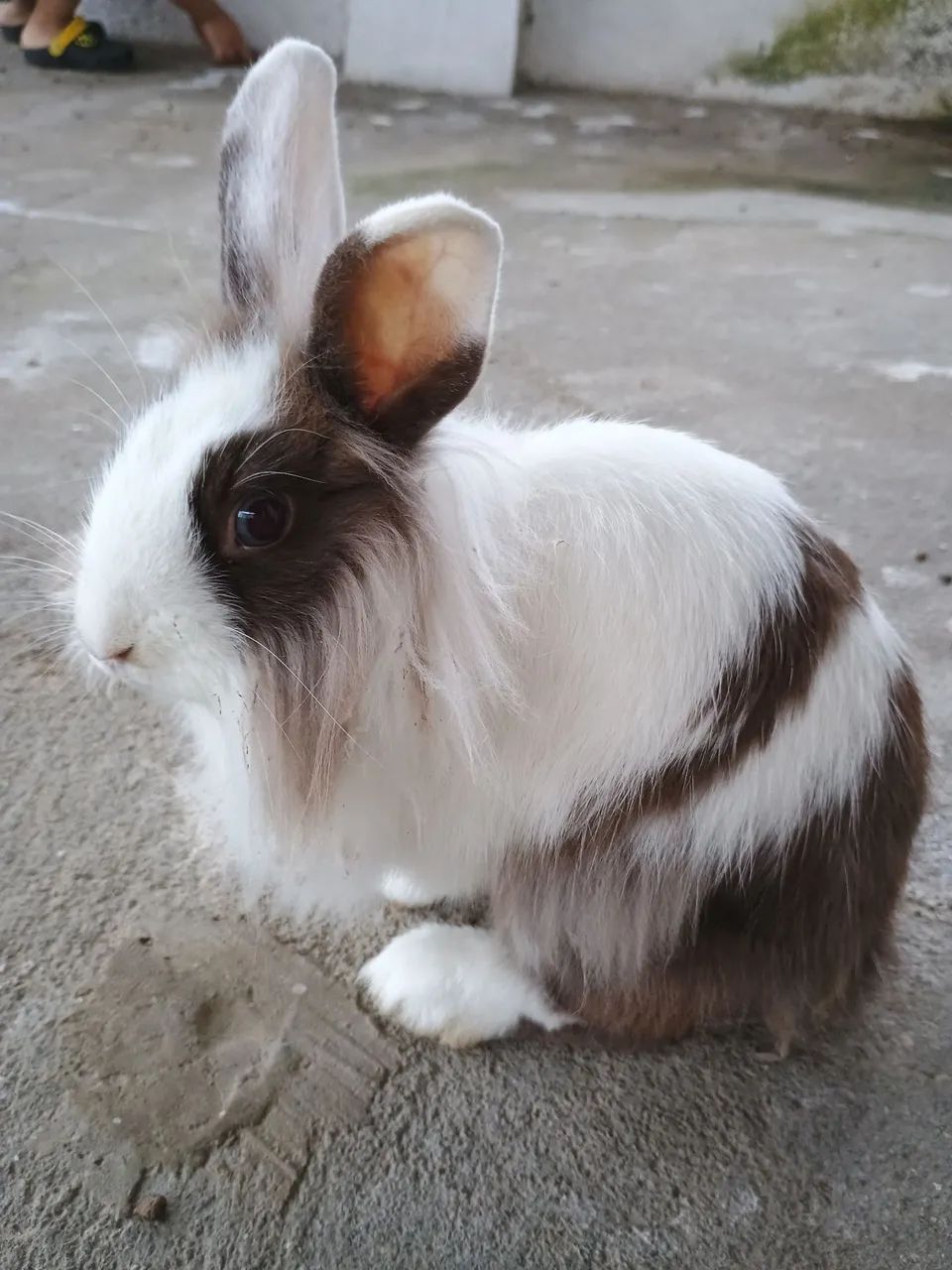 Coelho mini Lion Head 