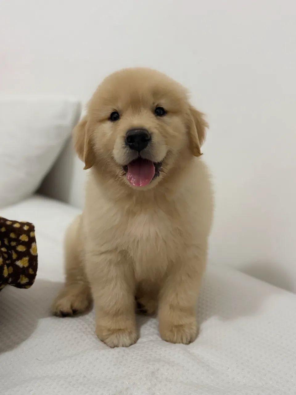Golden retriever  - Foto 4