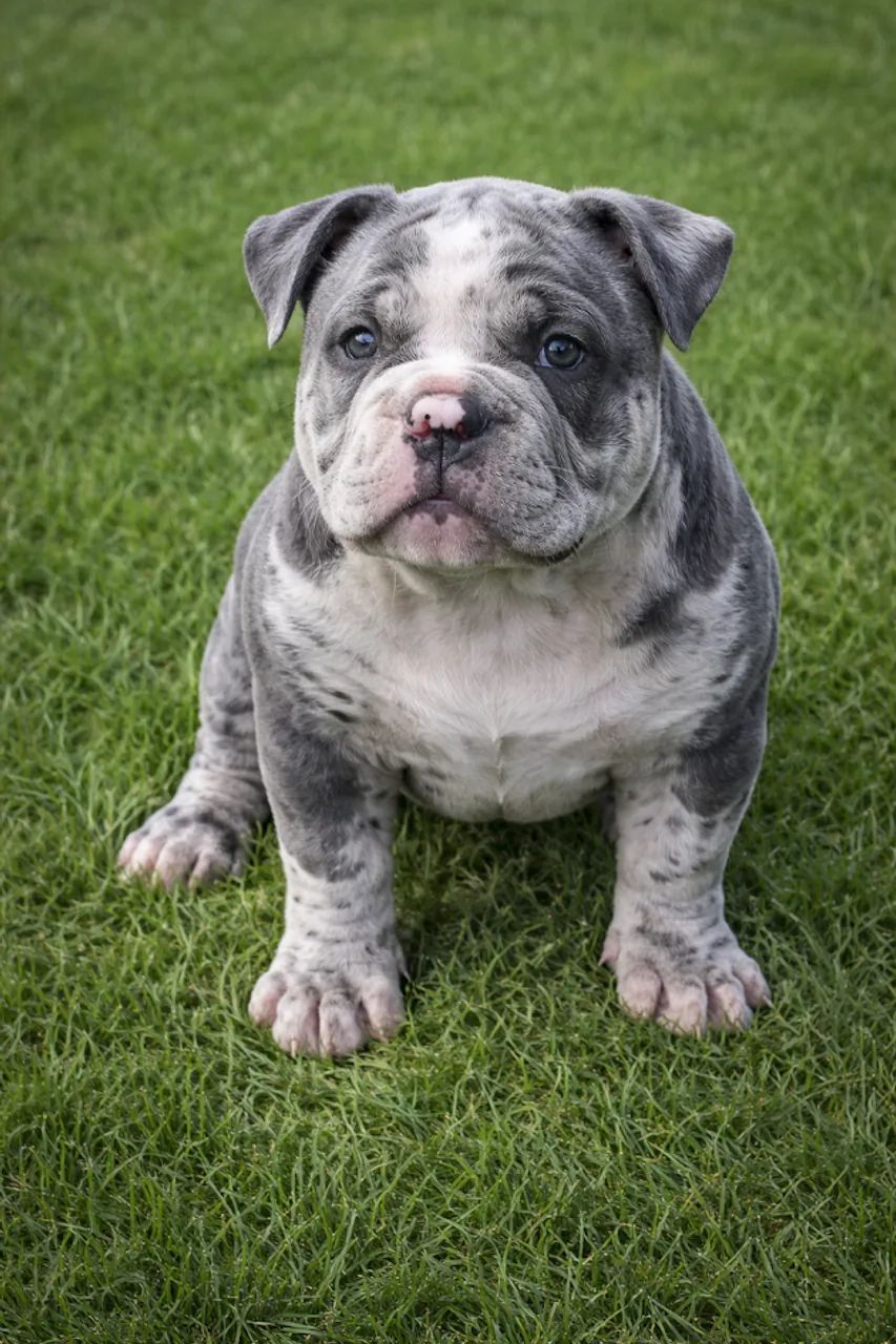 American bully linhagem premium importada  - Foto 2