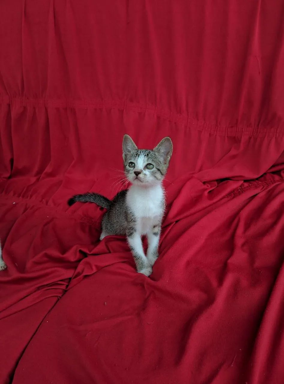 Doa se gatinhos - Foto 3