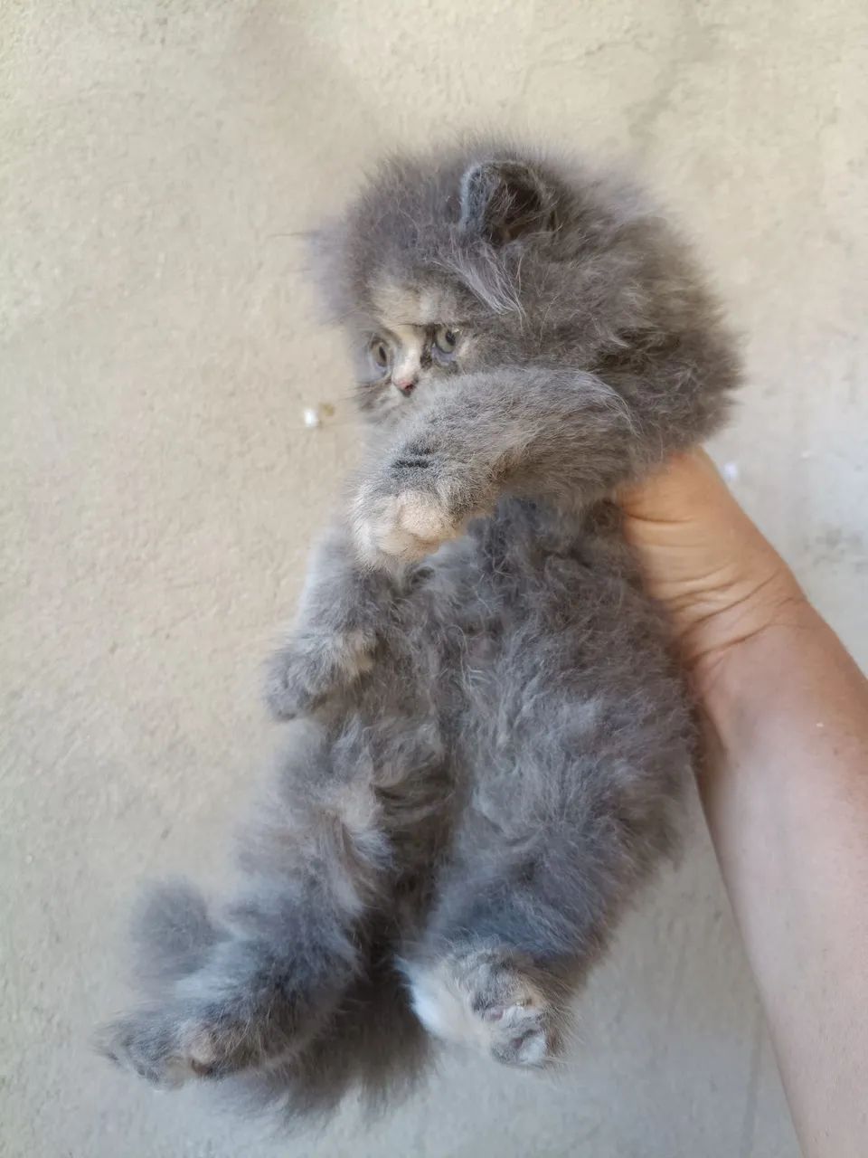 Vende gatos persa  - Foto 4