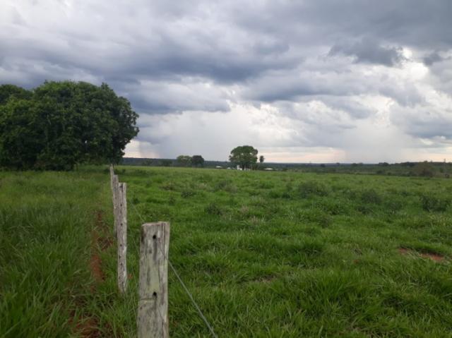 FAZENDA A VENDA EM NIOAQUE - MS (Pecuária) - Foto 3