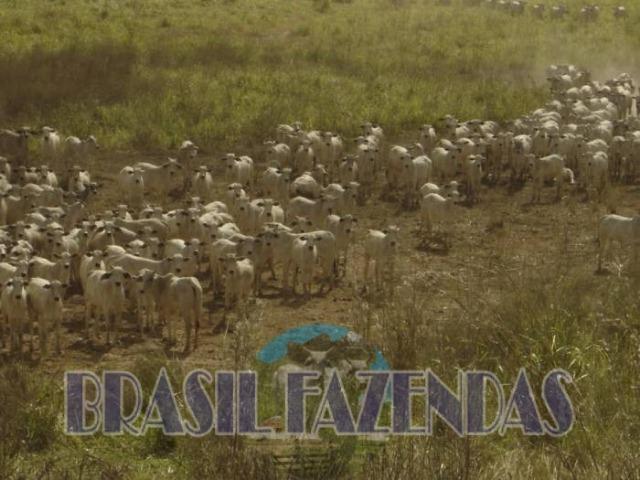 Fazenda em Barreiras. Oeste da Bahia - Foto 10
