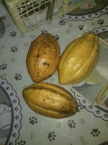 Semente de cacau e cacau fruta