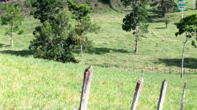 Ubaitaba. Fazenda de 78 Hectares, toda arrumada com infraestrutura e produção. - Foto 11