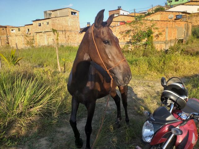 Potra mangalarga - Foto 3