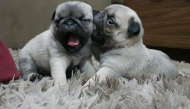Filhotes de Pug - Foto 4