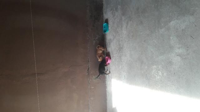 Doação de cachorro