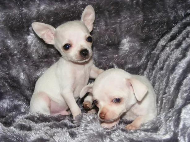 Chihuahua o menor cão do mundo! (11) 3862-3206 whats comercial - Foto 3
