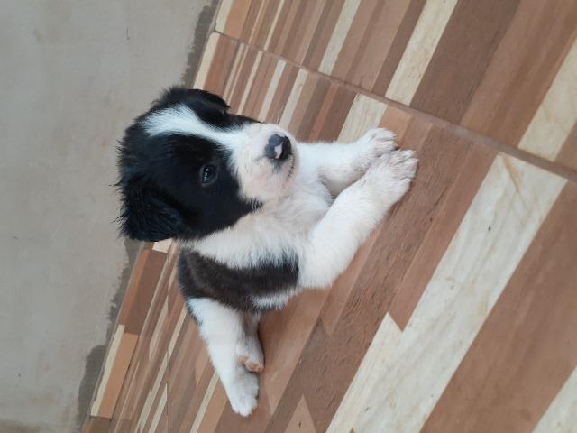Filhotes border collie - Foto 5