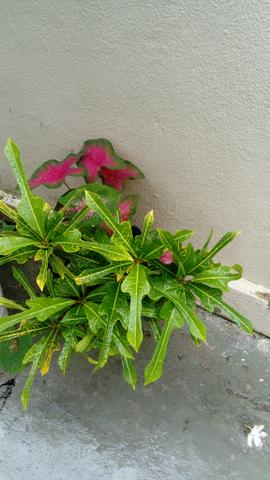 Plantas - Foto 6