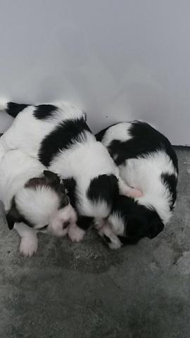 Shihtzu Entrega Hoje