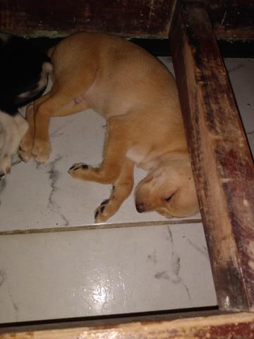 Vendo - Foto 2