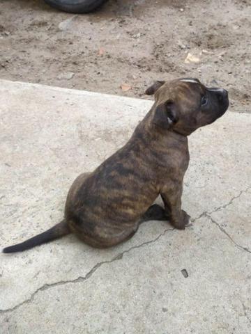 Filhotes Pitbull American staffordshire ( 3 Femeas Disponiveis) - Foto 2