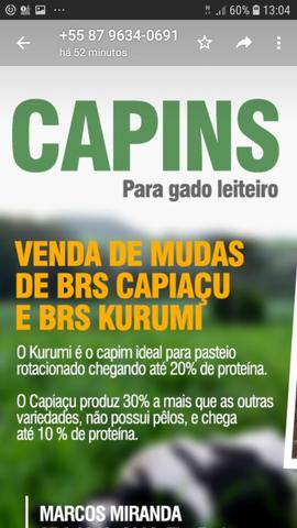 Capim Brs Capiacu e Brs Kurumin