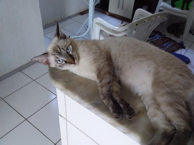 Animais para adoção - Foto 3