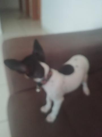 Pinther - Foto 4