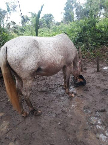 Égua manga larga machadeira, 2 anos de idade. - Foto 2