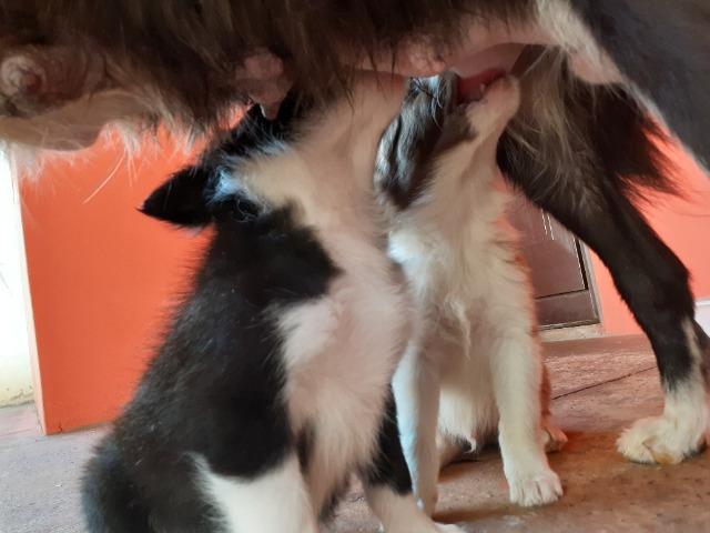 Filhotes border collie
