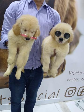 Golden Retriever garantias contra displasia e suporte veterinário gratuito - Foto 2