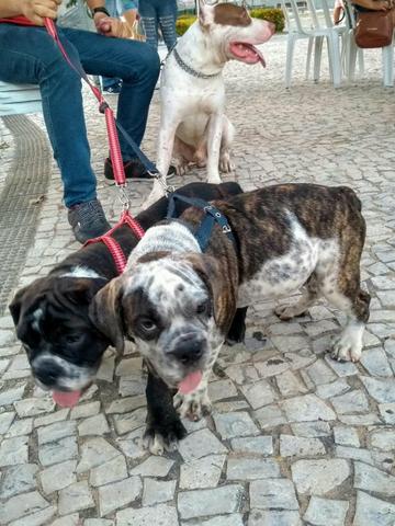 Filhotes de bulldog inglês - Foto 2