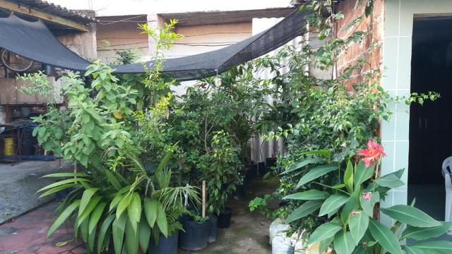 Mudas Frutíferas