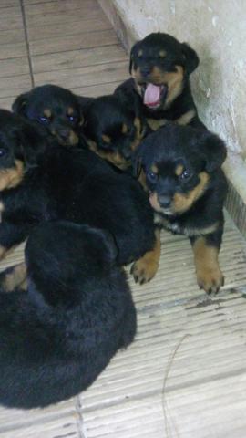 Rottweiler o único e verdadeiro cabeça de touro legitimo! (11) 3862-3206 whats