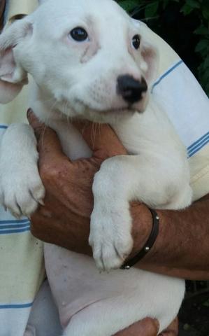 Doacao - Foto 2