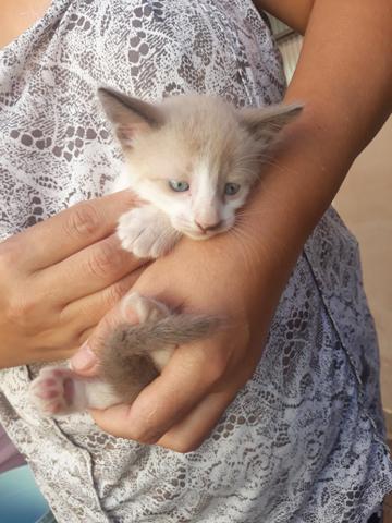 Doação de gatinhos - Foto 3