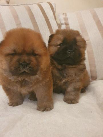 Chow-chow creme/laranja/preto, filhotes a pronta entrega ! - Foto 2