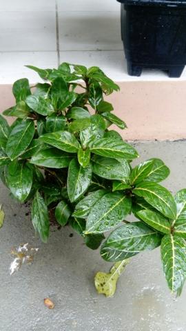 Plantas - Foto 3