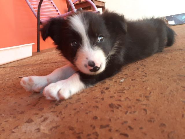 Filhotes border collie - Foto 2