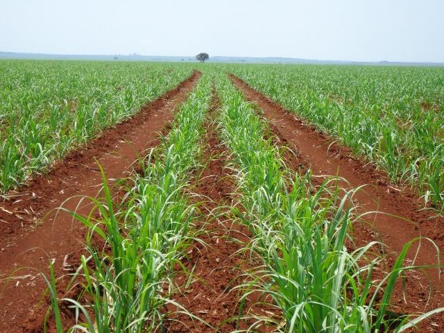 Fazenda em Cana - Edeia / Porteirão - GO