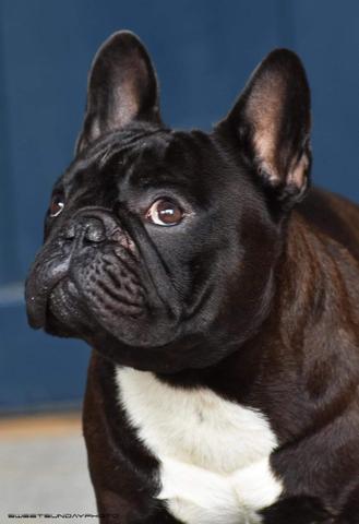 Buldog francês, alta genética canil PS - Foto 3