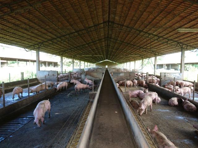 Fazenda 70 Alqueires em Cristianópolis-GO (Lavoura e Gado) - Foto 12