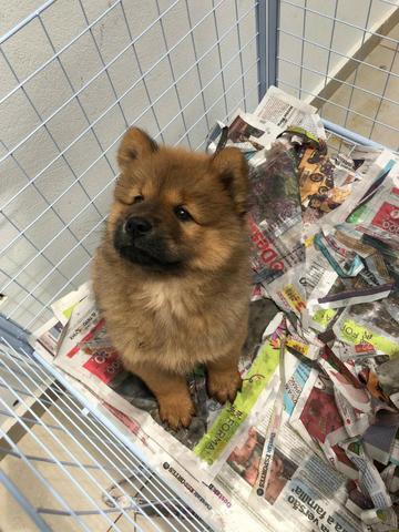 Chow-chow, linhagem top! - Foto 3