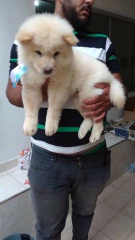 Chow-chow, linhagem top!