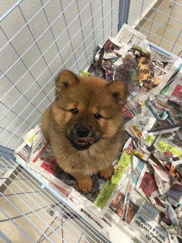 Chow-chow, linhagem top! - Foto 2
