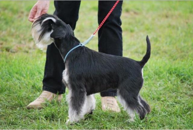 Schnauzer mini black e Silver - Foto 2