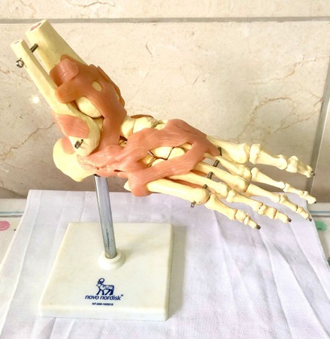 Modelo anatômico de articulação de pé