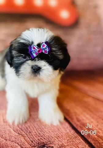 Shihtzu menores do mundo  - Foto 3
