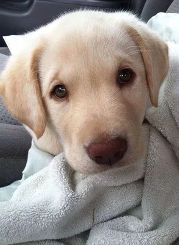       Labrador filhotinhos entregamos temos fêmea disponível  - Foto 2