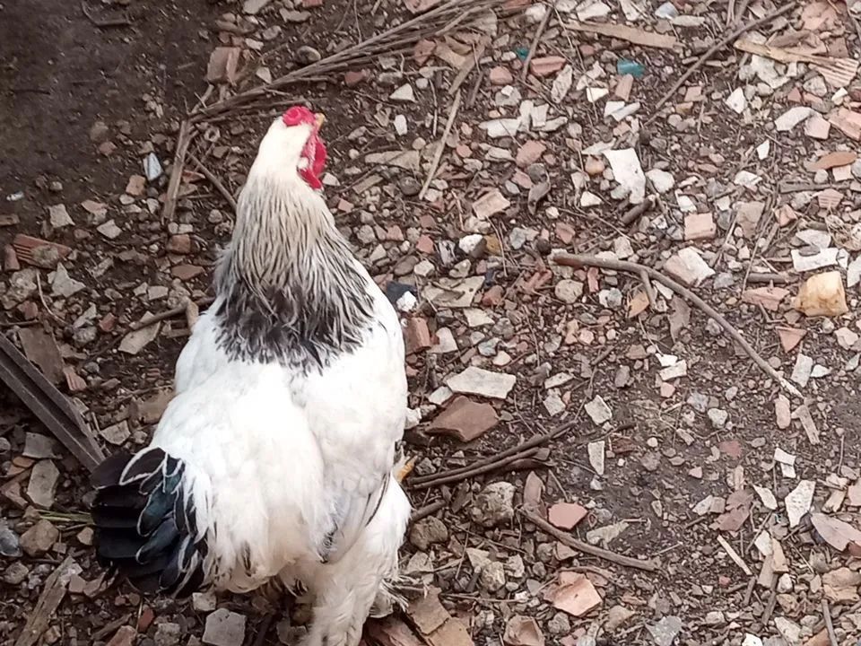 Galo Branco e Preto - Foto 3