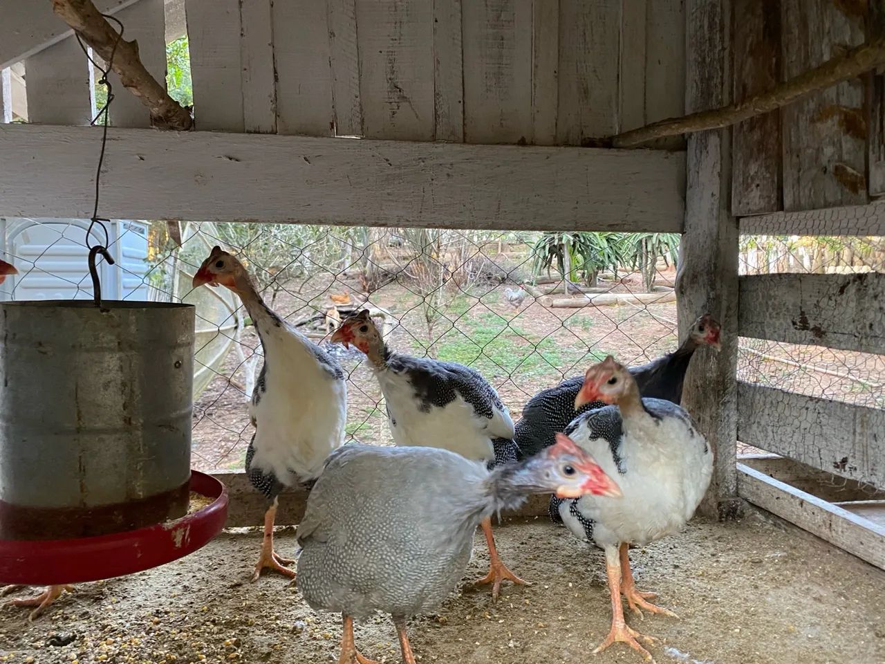 Angolistas pondo  - Foto 3