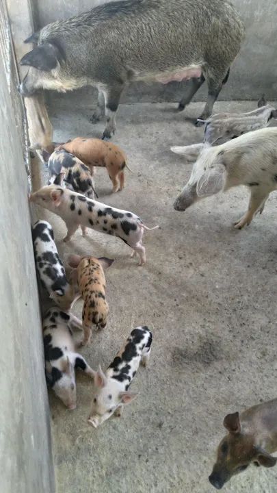 Filhotes de porco / javaporco/bacuris  - Foto 2