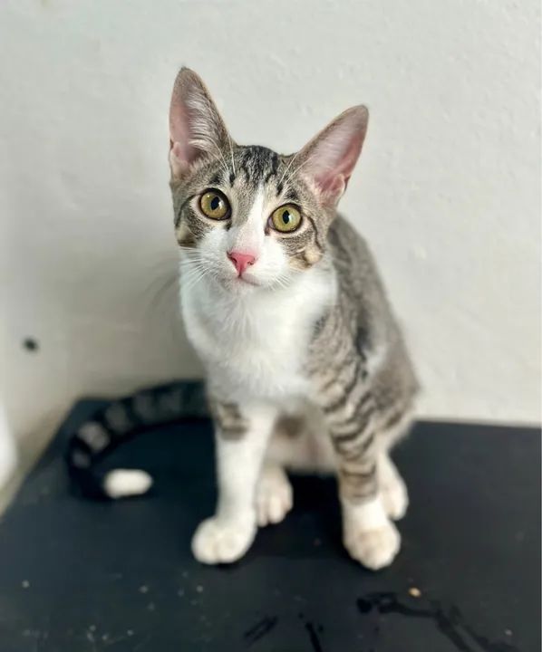 Gatinho lindo disponível para adoção! - Foto 3