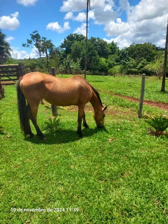 Vendo Egua meio sangue quarto de milha - Foto 3