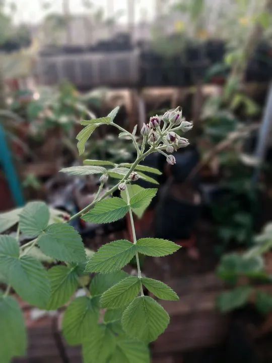 Muda de framboesa preta 90cm - Foto 2