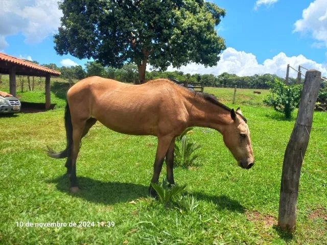 Vendo Egua meio sangue quarto de milha - Foto 5