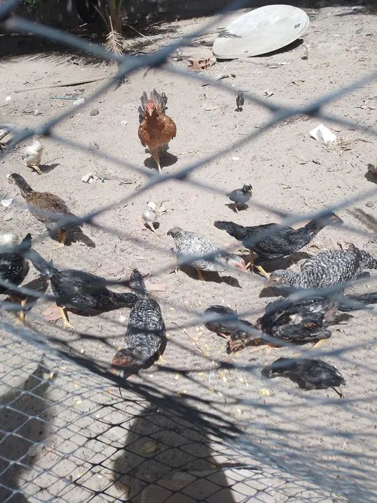 Frangos carijo casal 80 reais 